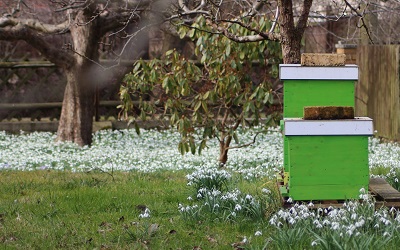 Bienen im Frhling